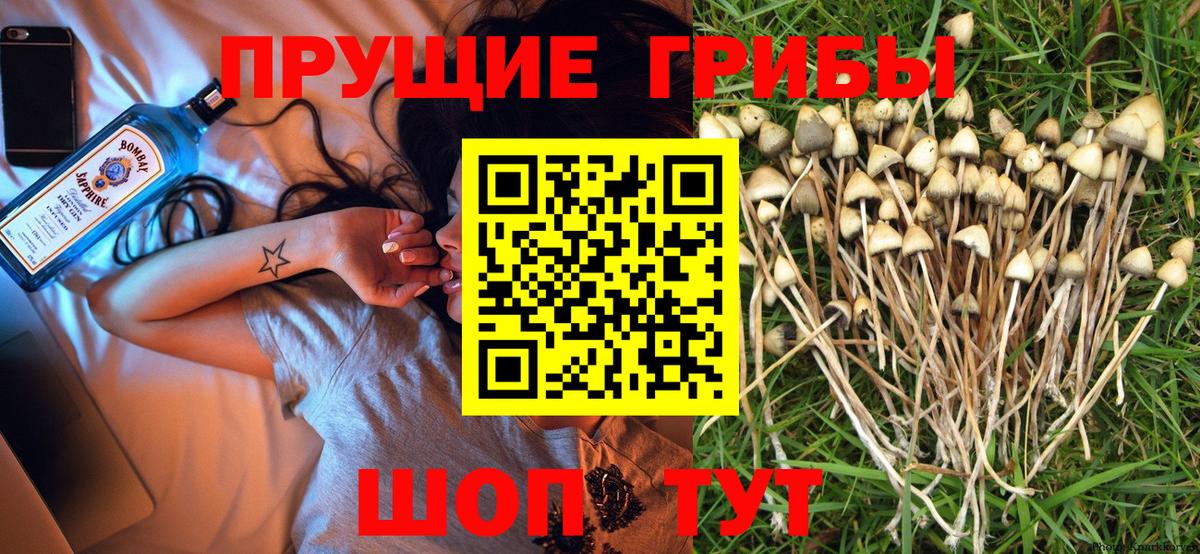Искитим  Галлюциногенные грибы прущие грибы  Вход с VPN 